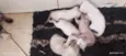 Gatos (ainda sem nome definido)
