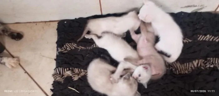 Gato raça Angorá idade 2 a 6 meses nome Gatos (ainda sem nome definido)