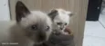 Gatos (ainda sem nome definido)