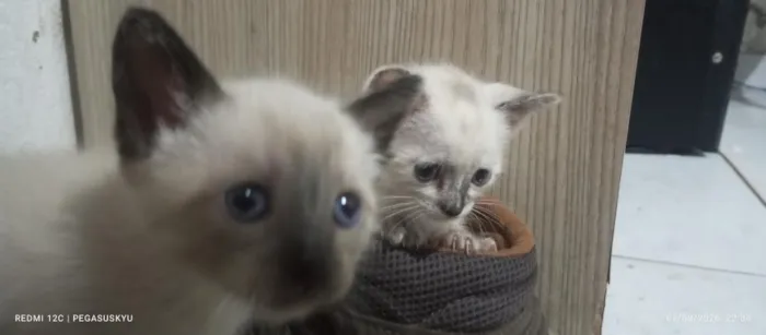 Gato raça Angorá idade 2 a 6 meses nome Gatos (ainda sem nome definido)