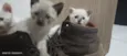 Gatos (ainda sem nome definido)