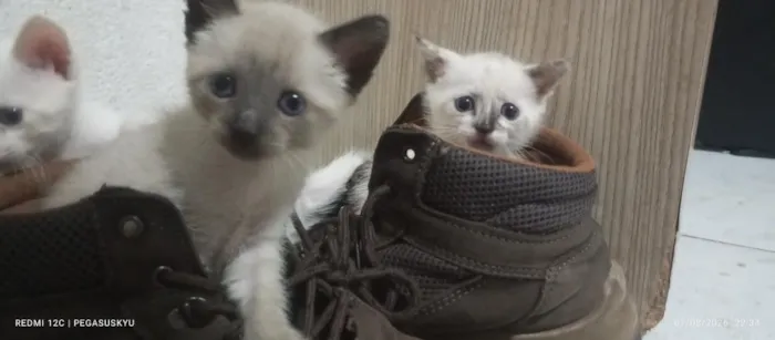 Gato raça Angorá idade 2 a 6 meses nome Gatos (ainda sem nome definido)