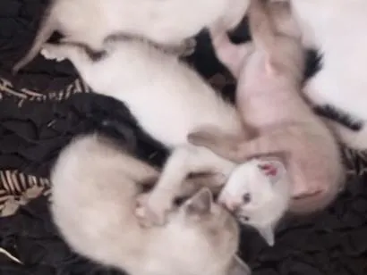 Gato raça Angorá idade 2 a 6 meses nome Gatos (ainda sem nome definido)