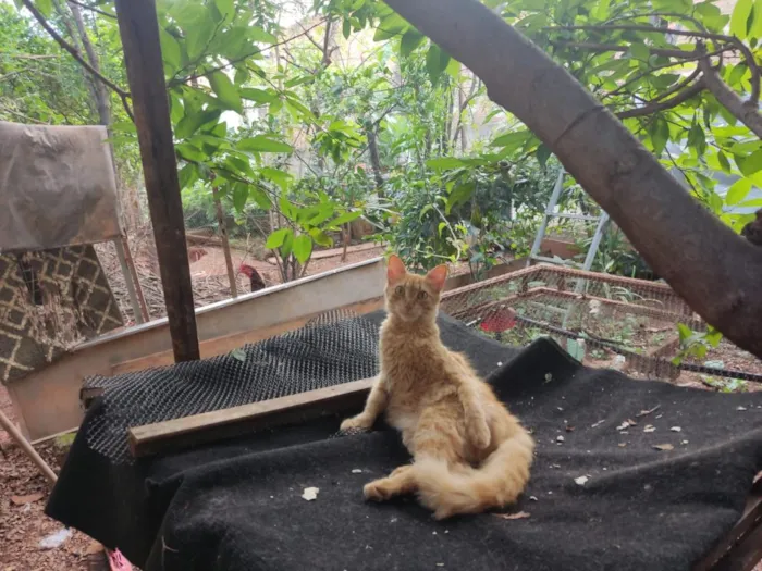 Gato raça SRD-ViraLata idade 2 anos nome Ferrugem