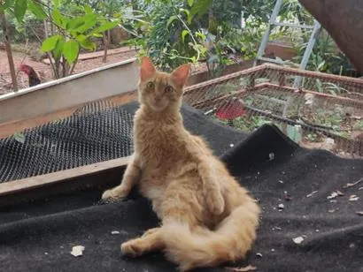 Gato raça SRD-ViraLata idade 2 anos nome Ferrugem