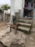 Tigrão