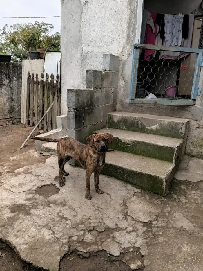 Cachorro raça SRD-ViraLata idade 7 a 11 meses nome Tigrão