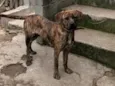 Tigrão