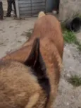 Zaio