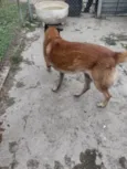 Zaio