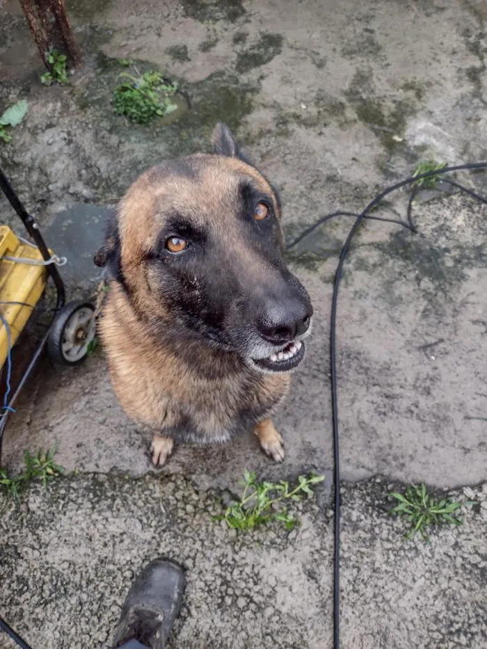 Cachorro raça Pastor Alemão idade 2 anos nome Zaio