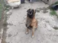 Zaio