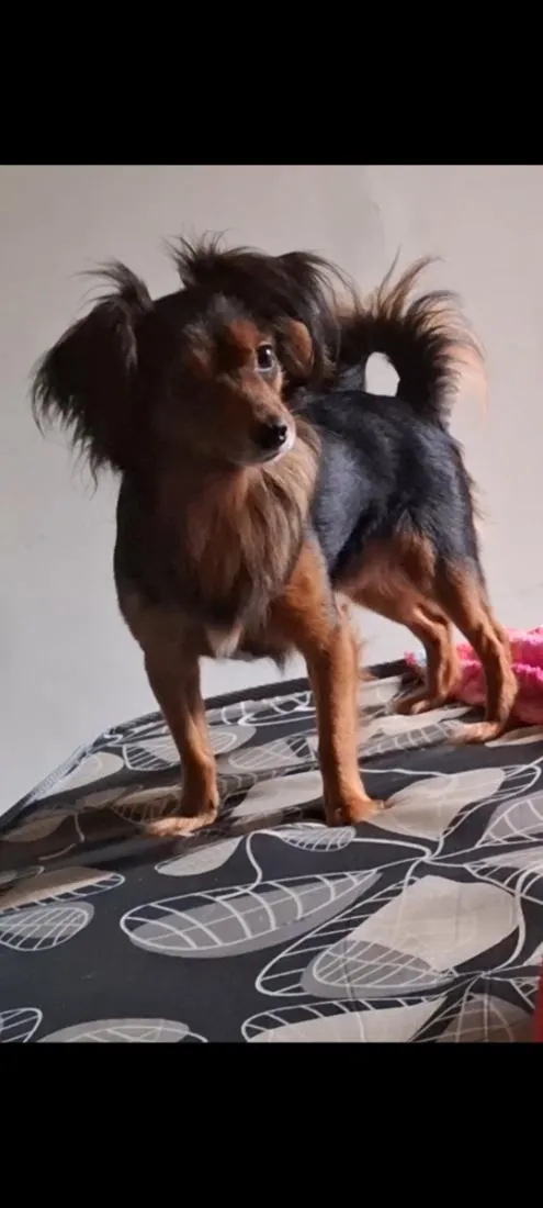 Cachorro raça Pinscher idade 5 anos nome Alvim