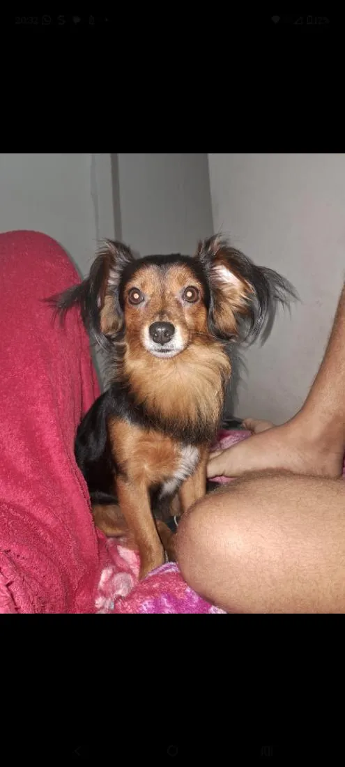 Cachorro raça Pinscher idade 5 anos nome Alvim