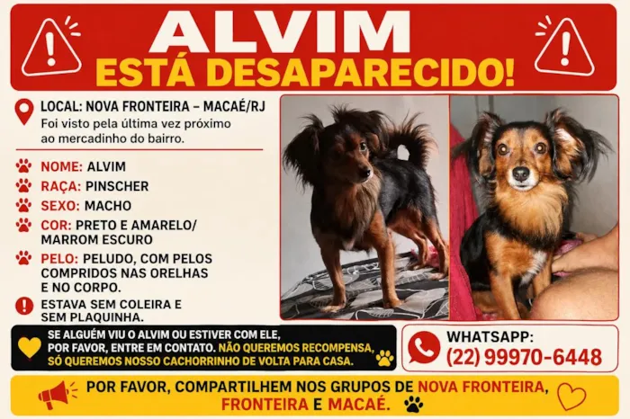 Cachorro raça Pinscher idade 5 anos nome Alvim