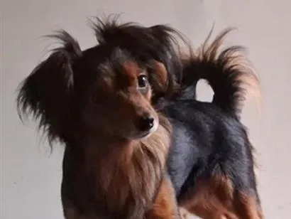 Cachorro raça Pinscher idade 5 anos nome Alvim