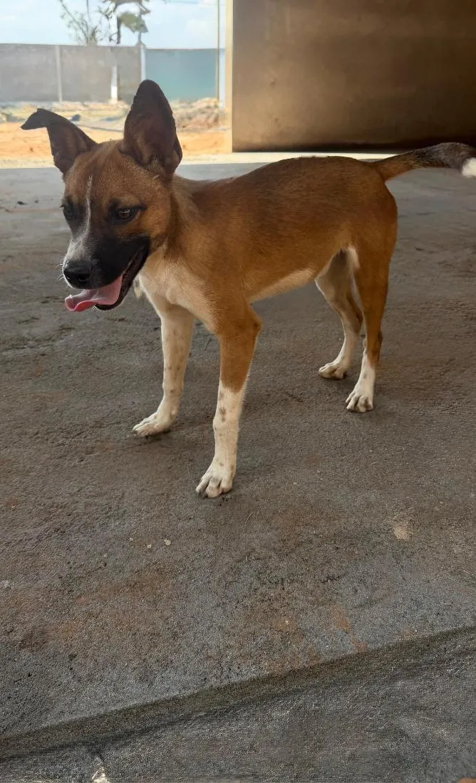 Cachorro raça SRD-ViraLata idade 7 a 11 meses nome Hulk