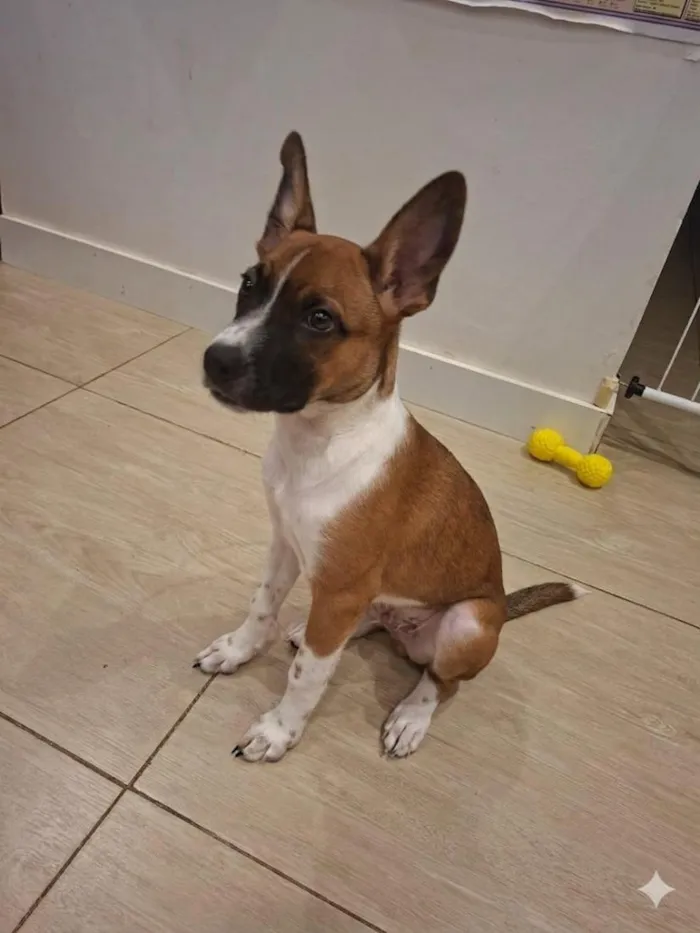 Cachorro raça SRD-ViraLata idade 7 a 11 meses nome Hulk