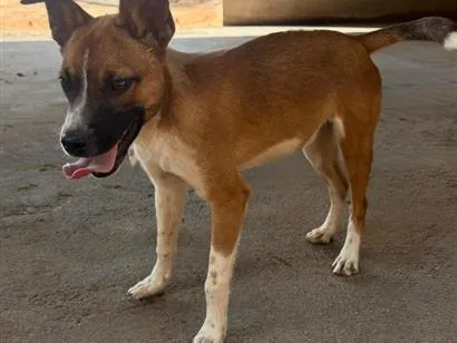 Cachorro raça SRD-ViraLata idade 7 a 11 meses nome Hulk