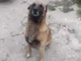 Zaio