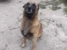 Cachorro raça Pastor Alemão idade 2 anos nome Zaio