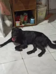 Thor