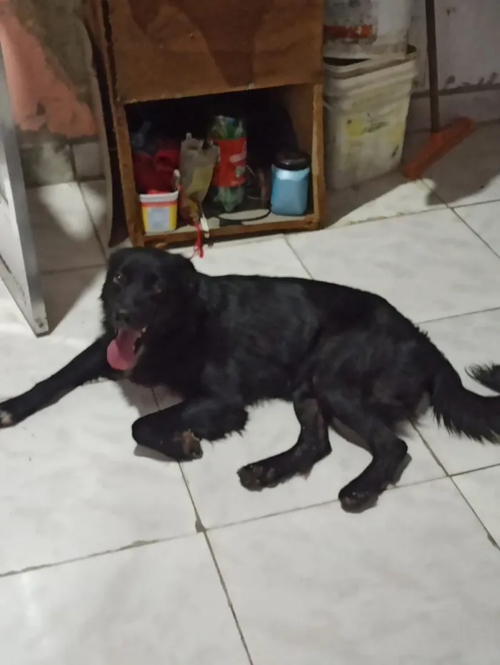 Cachorro raça SRD-ViraLata idade 2 anos nome Thor