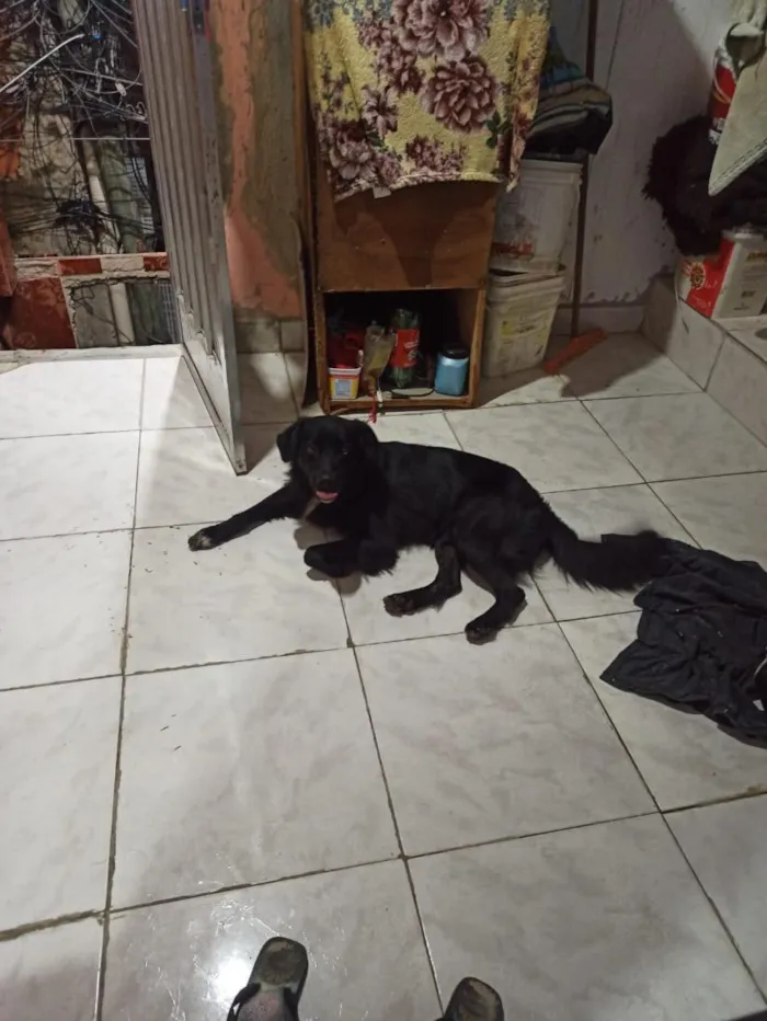 Cachorro raça SRD-ViraLata idade 2 anos nome Thor