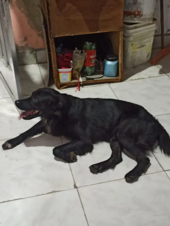 Cachorro raça SRD-ViraLata idade 2 anos nome Thor