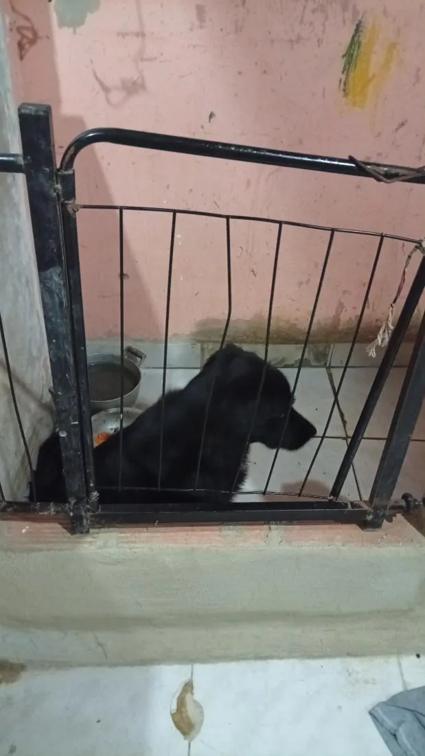 Cachorro raça SRD-ViraLata idade 2 anos nome Thor