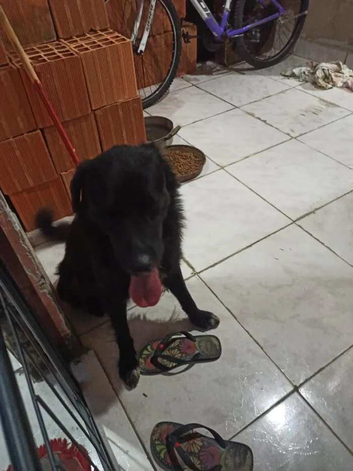 Cachorro raça SRD-ViraLata idade 2 anos nome Thor