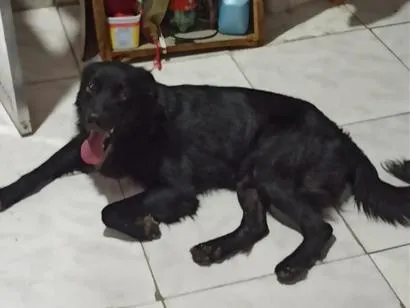 Cachorro raça SRD-ViraLata idade 2 anos nome Thor