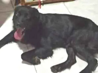 Cachorro raça SRD-ViraLata idade 2 anos nome Thor