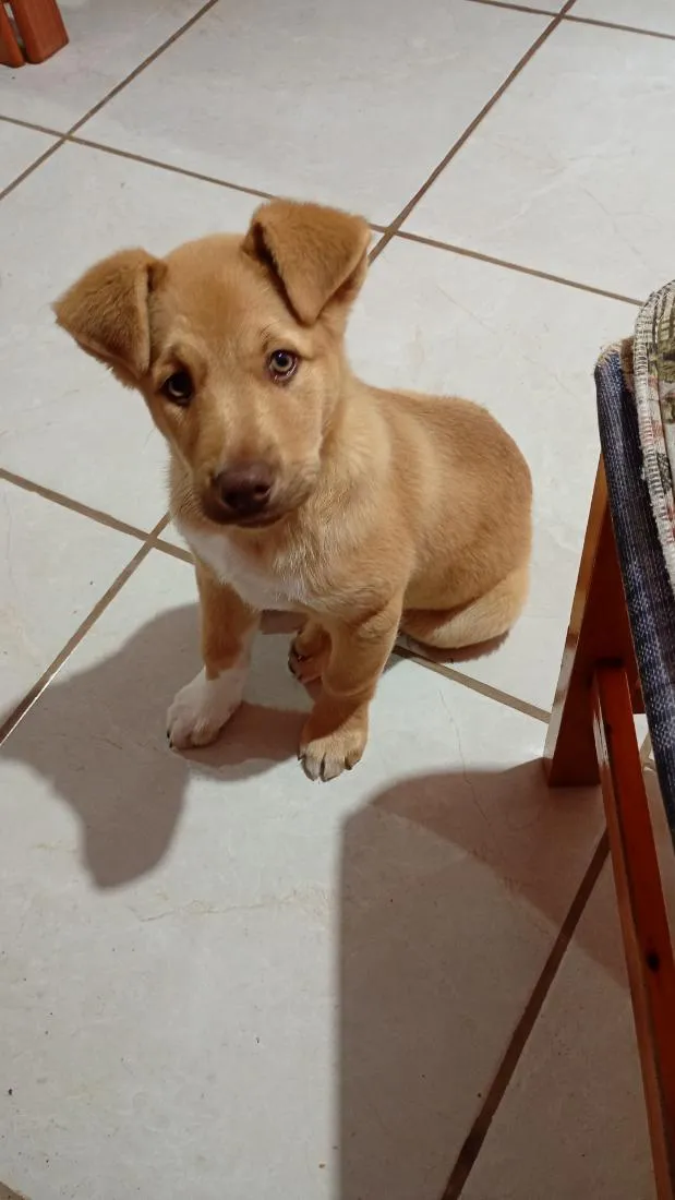 Cachorro raça SRD-ViraLata idade 2 a 6 meses nome Fred
