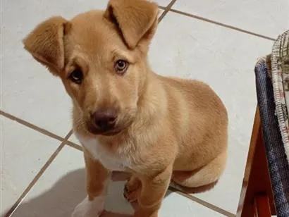 Cachorro raça SRD-ViraLata idade 2 a 6 meses nome Fred