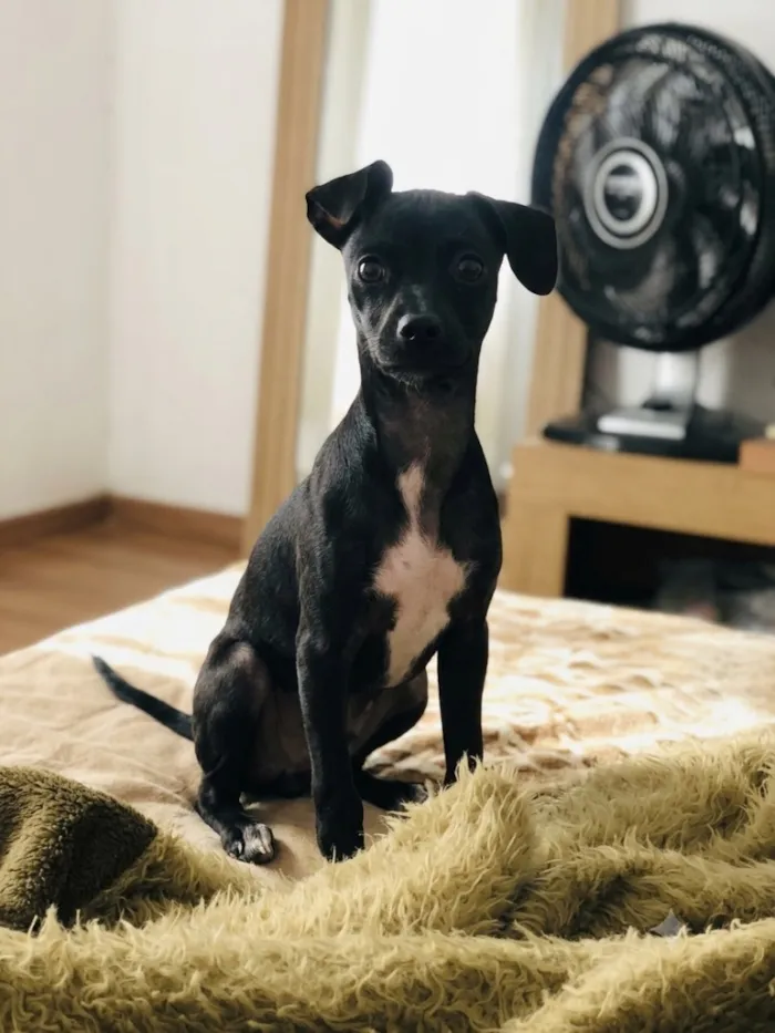 Cachorro raça Pinscher idade 2 a 6 meses nome Lupita 