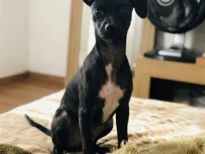 Cachorro raça Pinscher idade 2 a 6 meses nome Lupita 