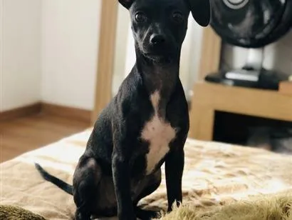Cachorro raça Pinscher idade 2 a 6 meses nome Lupita 