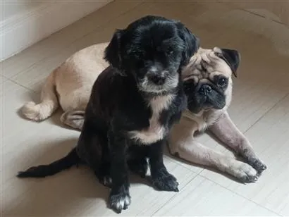 Cachorro raça SRD-ViraLata idade 3 anos nome Belinha e Bob