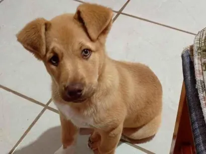 Cachorro raça SRD-ViraLata idade 2 a 6 meses nome Fred