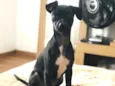 Lupita 