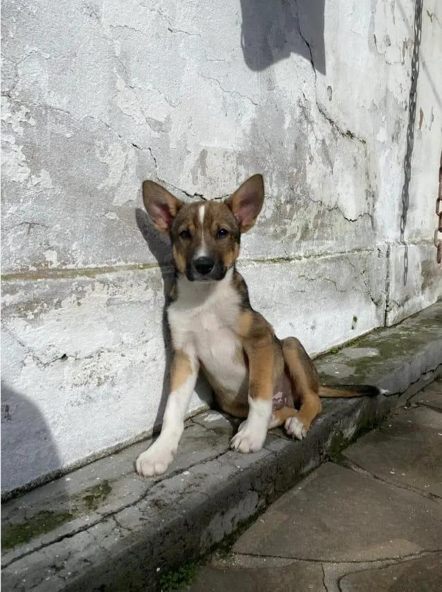 Cachorro raça SRD-ViraLata idade 2 a 6 meses nome Dante
