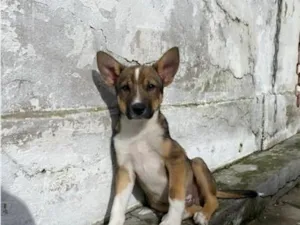 Cachorro raça SRD-ViraLata idade 2 a 6 meses nome Dante
