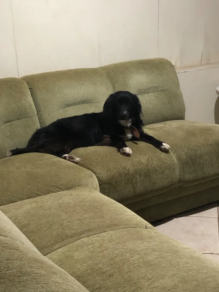 Cachorro raça SRD-ViraLata idade 3 anos nome Lilith