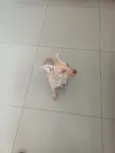 caramela