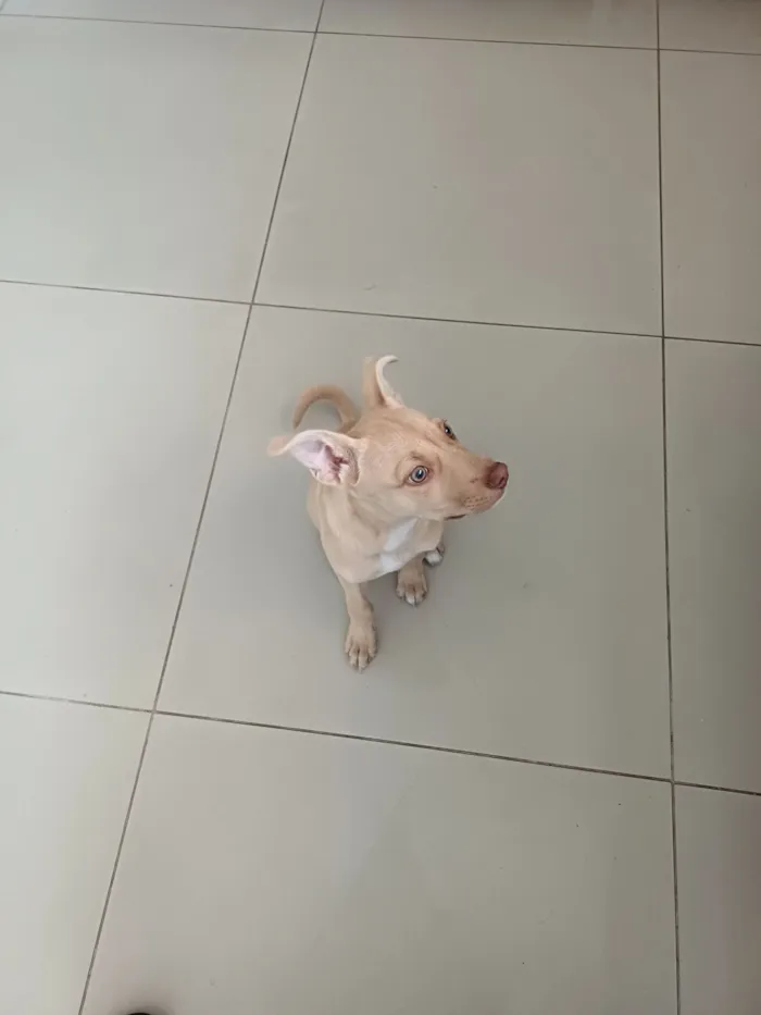 Cachorro raça SRD-ViraLata idade Abaixo de 2 meses nome caramela