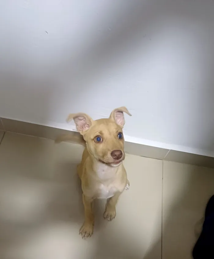 Cachorro raça SRD-ViraLata idade Abaixo de 2 meses nome caramela