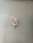 caramela