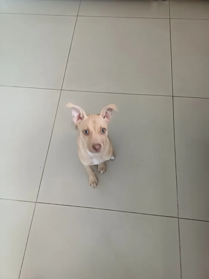 Cachorro raça SRD-ViraLata idade Abaixo de 2 meses nome caramela