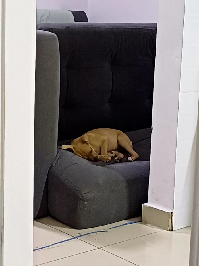Cachorro raça SRD-ViraLata idade Abaixo de 2 meses nome caramela